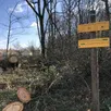 photo depuis quelques jours, une société d’exploitation forestière intervient dans le bois de l’hommeau, à parcé-sur-sarthe.