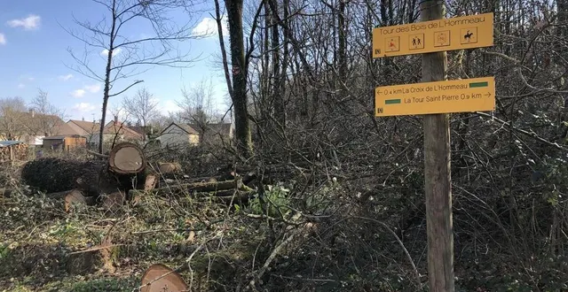 photo  depuis quelques jours, une société d’exploitation forestière intervient dans le bois de l’hommeau, à parcé-sur-sarthe.  &copy;  ouest-france 