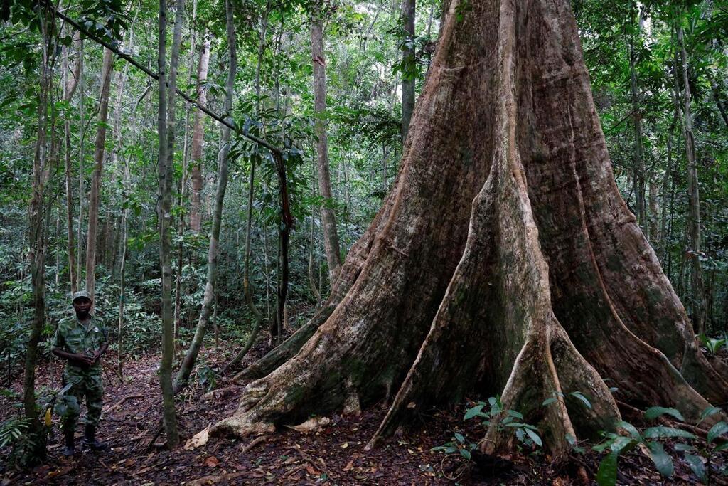 REPORTAGE. One Forest summit comment le Gabon est devenu un modèle