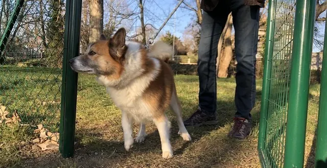 photo  une clôture côté chemin a été installée, pour permettre aux chiens de courir sans laisse, dans un espace sécurisé. il n’y a en revanche, pas de clôture, le long de l’orne.  &copy;  ouest-france 