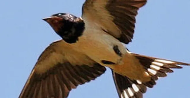 photo  jusqu’à l’été, les communes de l’atlas de la biodiversité communale (abc) tentent de documenter la faune et la flore.  &copy;  archives ouest-france 