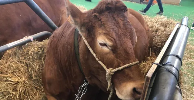 photo  ce vendredi 3 mars 2023, plusieurs vaches et taureaux d’élevages sarthois ont été primés lors du salon de l’agriculture. photo d’illustration au salon.  &copy;  ouest-france 
