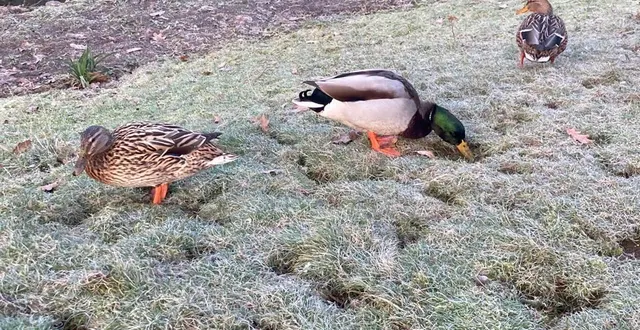 photo  les canards peuvent très bien se nourrir par eux-mêmes et c’est même mieux ainsi !  &copy;  photo le maine libre 