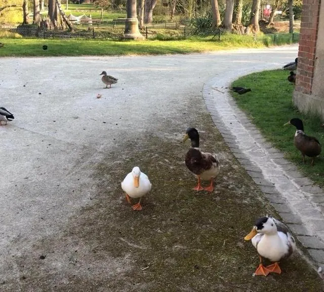 photo pendant le confinement, les canards du jardin des plantes semblaient affamés, mais ce n’était pas le cas. ils étaient juste gourmands…  ©  archives le maine libre