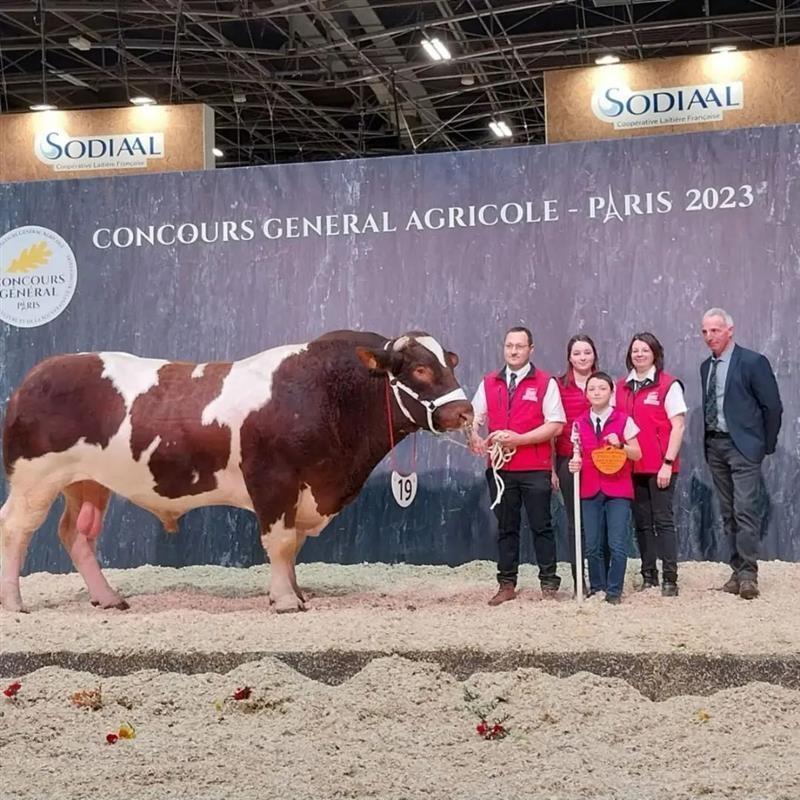 Salon De Lagriculture De Lor Pour Le Taureau Mayennais Oeillet