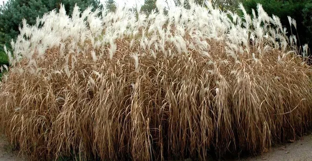 photo  le miscanthus, aussi appelé « herbe à éléphant » ou « roseau de chine », est une plante rhizomateuse aux multiples utilisations (photo d’illustration).  &copy;  archives ouest-france 