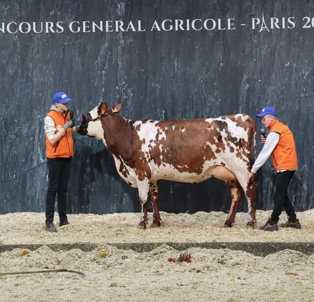 photo les élèves ont travaillé pendant plusieurs mois pour nouer une relation de confiance avec l’animal.  ©  giel don bosco