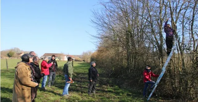photo  devant le public, deux chargées de mission à la chambre d’agriculture, claire lemarié et pauline gautier (sur l’échelle), ont effectué une démonstration de taille d’arbre pour la création d’un arbre têtard.  &copy;  ouest-france 