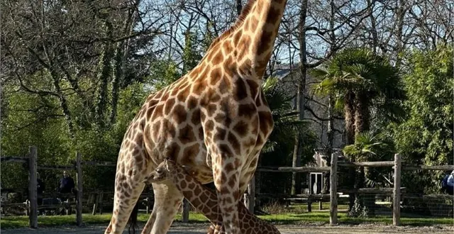 photo  le girafon est né le 19 février. il mesurait déjà 1,70 mètre.  &copy;  zoo de la flèche 