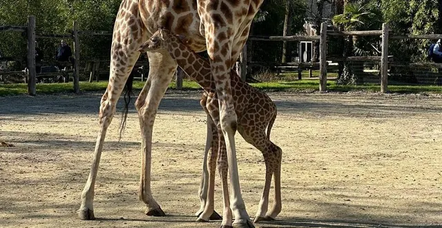 photo  un bébé girafe est né le 19 février 2023 au zoo de la flèche.  &copy;  zoo de la flèche 