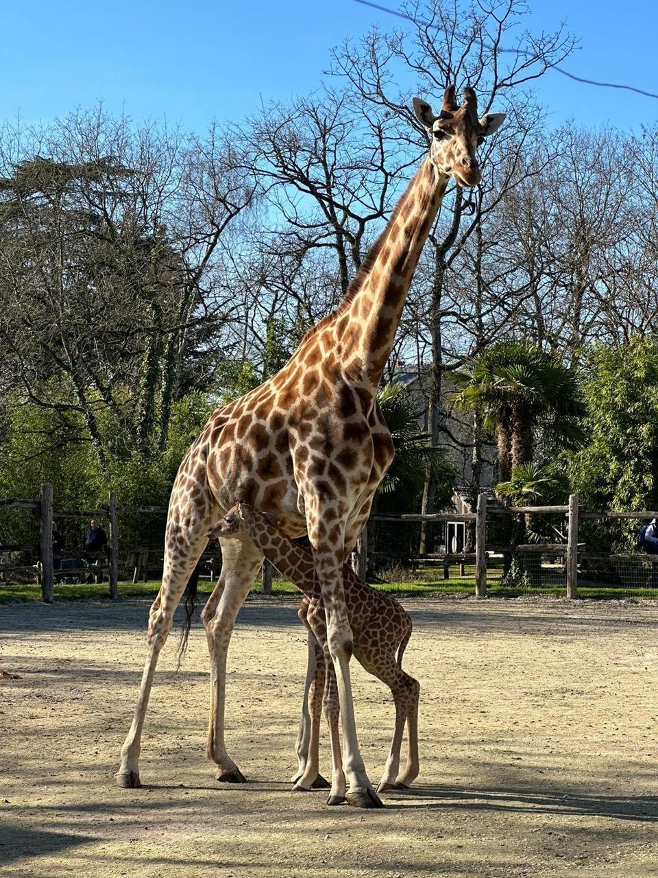 Au zoo de La Flèche, un bébé girafe vient de naître - Le Mans.maville.com