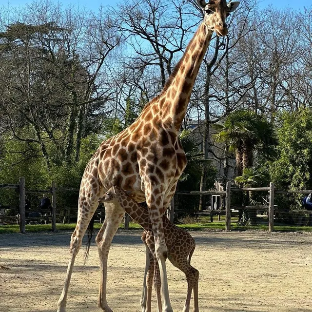 photo c’est la troisième naissance de girafe en l’espace de deux ans au zoo de la flèche.  ©  zoo de la flèche