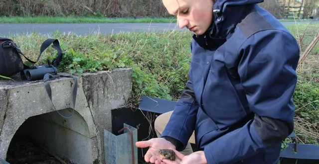photo  depuis plus de dix ans, le passage à petite faune permet aux amphibiens de traverser la route en sécurité.  &copy;  ouest-france 