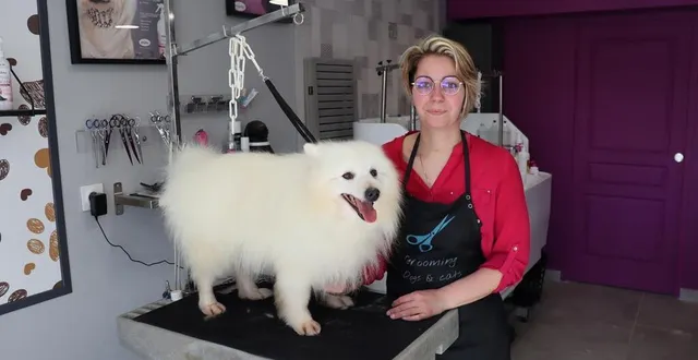 photo  cécile lahaye toilette un spitz japonais avant un concours de beauté en bosnie, auquel le chien va participer samedi 18 mars 2023.  &copy;  ouest-france 