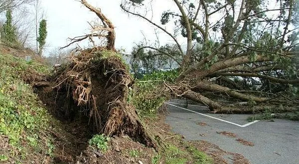 photo  une voiture a percuté un arbre après une sortie de route, vendredi 17 mars 2023, dans la soirée, à saint-nicolas-des-bois, près d’alençon, dans l’orne (photo d’illustration).  &copy;  archives ouest-france 