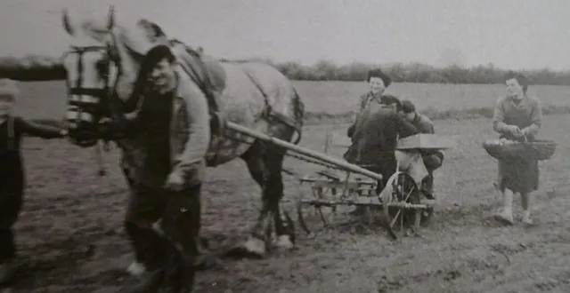 photo  pour l’exposition « un siècle d’agriculture à parcé », denis freslon recherche des clichés de scènes de battage, de fabrication de cidre, vendange, travaux aux champs…  &copy;  collection privée 
