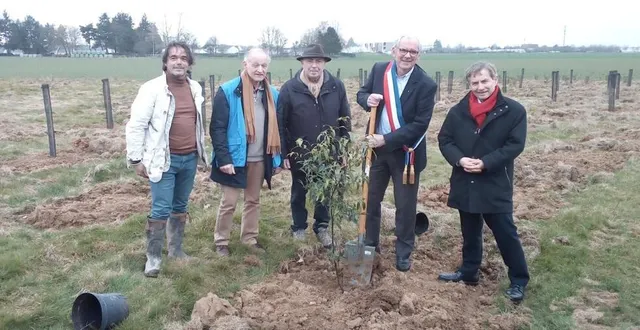 photo  un chêne à feuille de bambou à l’arboretum.  &copy;  ouest-france 