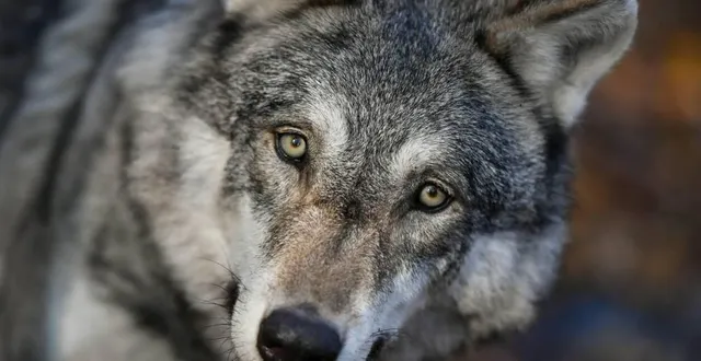 photo  si le retour du loup dans l’orne n’est pas encore officiel, « il est très probable qu’il soit passé dans l’orne » alors que sa présence a été confirmée en bretagne et dans le calvados.  &copy;  archives ouest-france / franck dubray 
