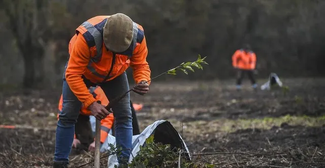 photo  des milliers d’arbres seront plantés à louailles et à la flèche, pour contribuer à la compensation carbone liée à l’exploitation des lignes interurbaines aléop en sarthe.  &copy;  photo archives denis lambert. 