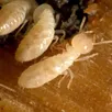 photo  les termites peuvent mesurer de 6 à 8 mm de longueur. 