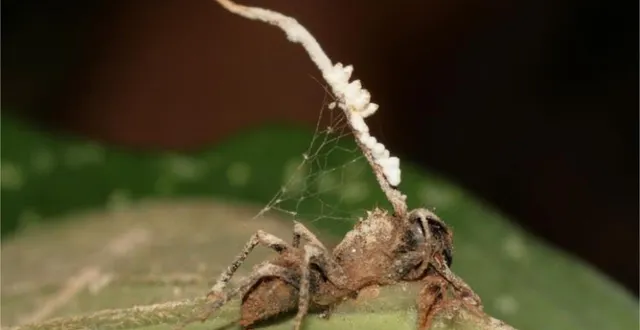 photo  cordyceps  &copy;  photo : the conversation 