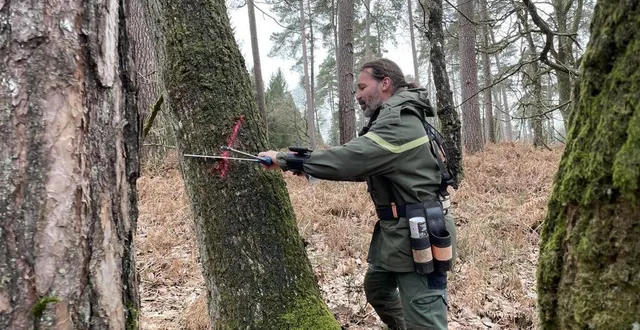 photo  romuald heslot, agent forestier à l’onf, en train de mesurer au compas le diamètre d’un arbre, en forêt d’andaine, dans l’orne.  &copy;  ouest-france 