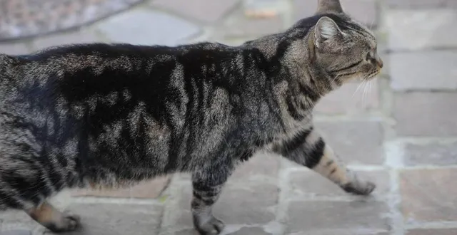 photo  les plantes répulsives aux chats sont une solution pour éloigner le félin de votre territoire.  &copy;  archives le maine libre 