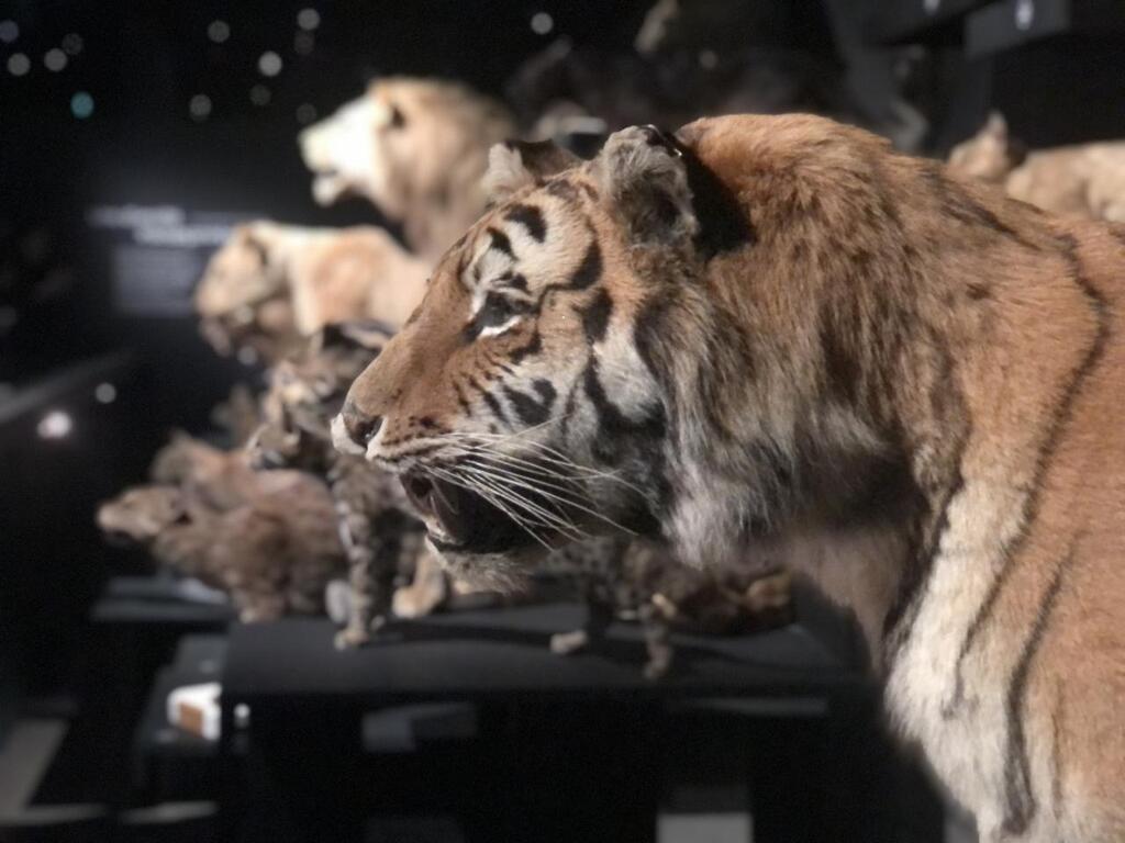 Exposition. Les félins, fascinants et pas si familiers - Tours.maville.com