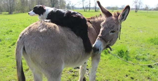 photo  éduqué par yves augereau qui s’en occupe à cré-sur-loir, le jeune âne gaspard de la rivière, a été élu égérie 2023 du comice agricole du canton de la flèche (sarthe).  &copy;  ouest-france 