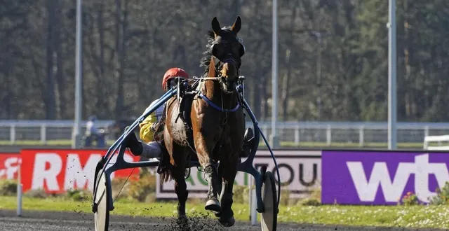 photo  davidson du pont lors de sa dernière apparition le 27 février 2022 sur l’hippodrome de paris vincennes.  &copy;  jean-luc lamaère/letrot 