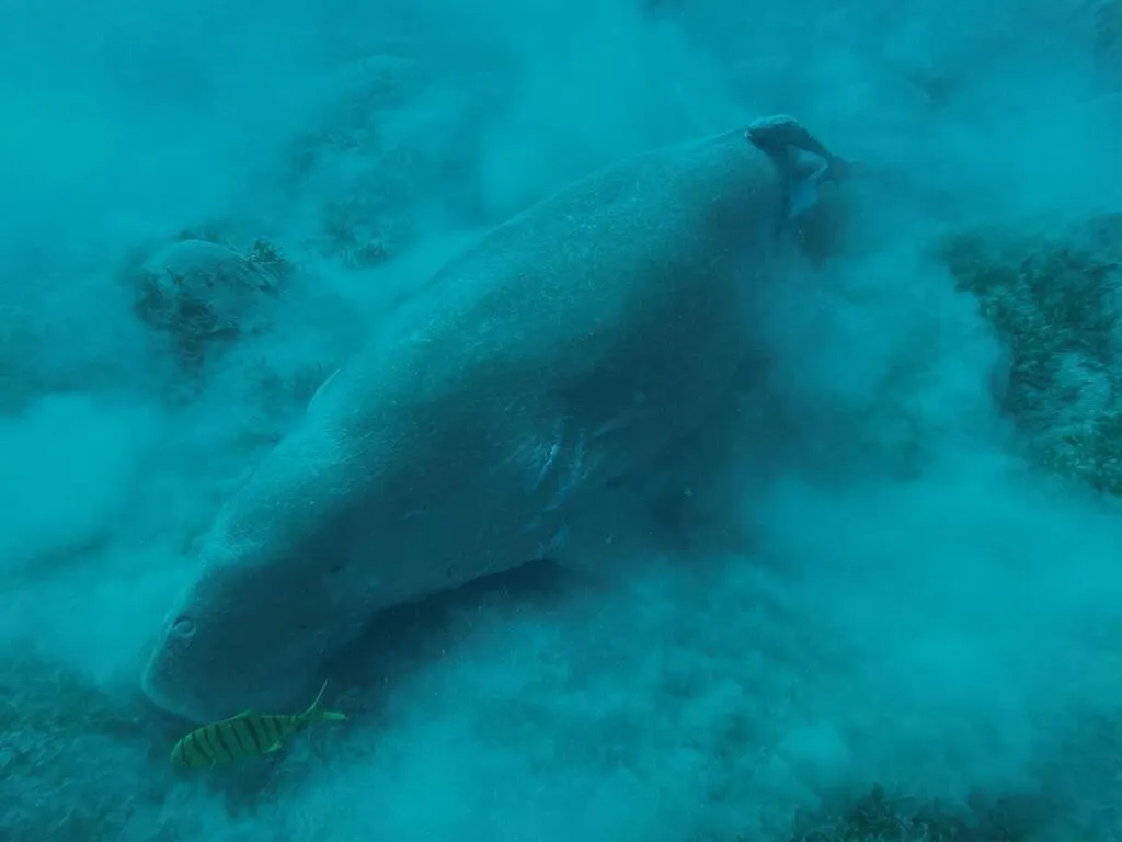 REPORTAGE. Pourquoi le dugong de la mer Rouge est sur la liste rouge