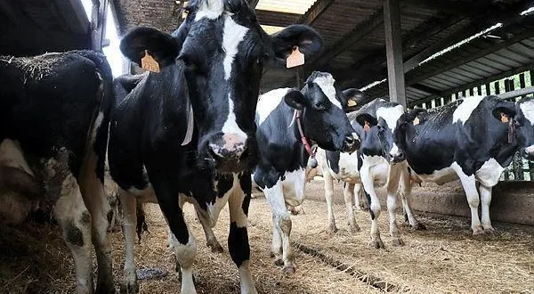 photo  les élevages impactés se situent en suisse normande, au nord ouest de l’orne, à la frontière avec le calvados (image d’illustration).  &copy;  archives ouest-france 