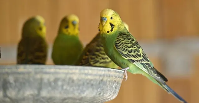 photo  les perruches se trouvaient dans une volière, au parc des carmes à la flèche.  &copy;  philippe noisette 
