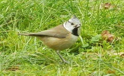 photo  une observation des oiseaux.  &copy;  ouest-france 
