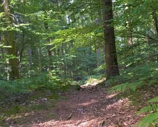 photo la forêt de perseigne est un site idéal pour les promenades en famille.  ©  archives ouest-france