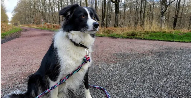 photo  jusqu’au 30 juin, il est obligatoire de tenir les chiens en laisse en dehors des allées forestières, et des sentiers.  &copy;  ouest-france 