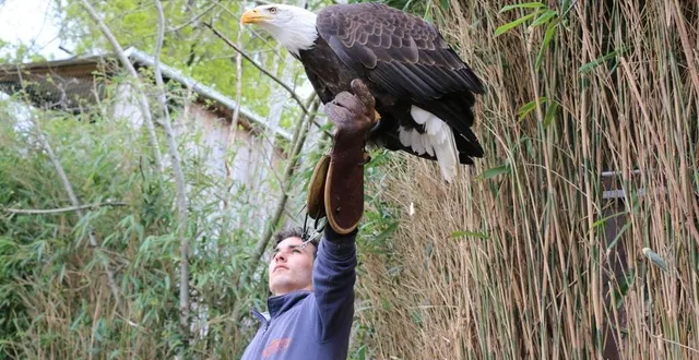 photo  au zoo de la flèche, la saison démarre avec les vacances de printemps. parmi les animations, la présentation pédagogique des oiseaux en vol libre.  &copy;  archives ouest-france 
