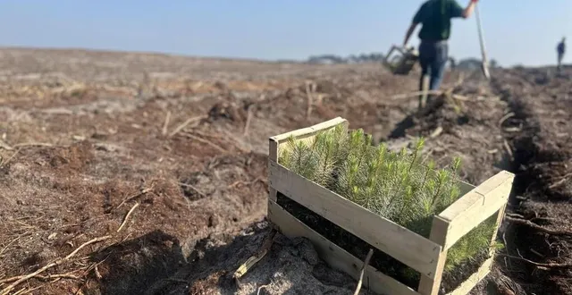 photo  à ruaudin, 32 hectares de forêt, dévastés par les flammes en juillet 2022, ont commencé à être replantés.  &copy;  ouest-france 