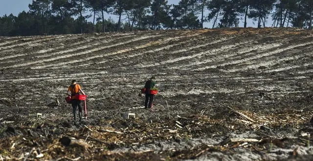 photo  ruaudin, mardi 18 avril 2023. après les ravages du feu, le paysage est devenu lunaire. l’heure est désormais à la replantation. dans quelques années, le vert s’imposera à nouveau.  &copy;  le maine libre – denis lambert 