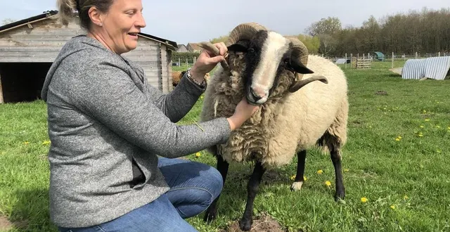 photo  anne-sophie defressine, aux prises avec un bélier qui n’apprécie pas les photographes dans son enclos !  &copy;  ouest-france 