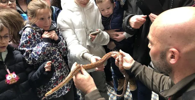 photo  le mans, dimanche 23 avril 2023. le serpent des blés est une espèce américaine inoffensive mais qui a effrayé certains enfants à la maison de l’eau.  &copy;  photo le maine libre 