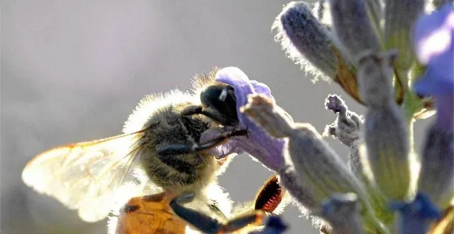 photo  le printemps et les premières chaleurs coïncident avec le début des essaimages, avec des déplacements de masses d’abeilles.  &copy;  thierry creux / archives ouest-france 