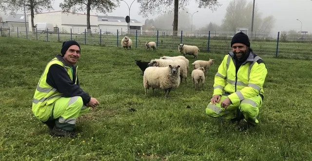 photo  manuel drouin (à gauche) et gaëtan renault (à droite) sont les deux « bergers » de la ville d’argentan.  &copy;  ouest-france 