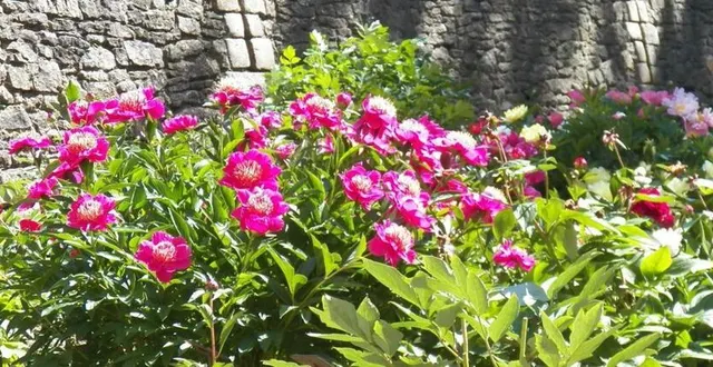 photo  un spectacle floral unique à découvrir au château.  &copy;  le maine mibre 