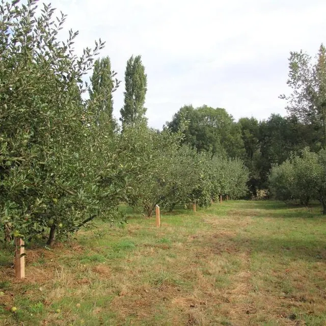 photo cinquante variétés de pommes sont plantées dans les allées du verger conservatoire d’asnières-sur-vègre (sarthe).  ©  archives ouest-france