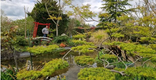 photo  l’érable du japon avec ses quinze nuages (au premier plan) est le symbole du jardin d’alain vaugarny.  &copy;  ouest-france 