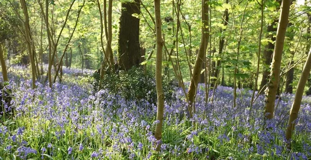 photo  un sous-bois du parc du château de sablé jonché de jacinthes des bois.  &copy;  le maine libre 