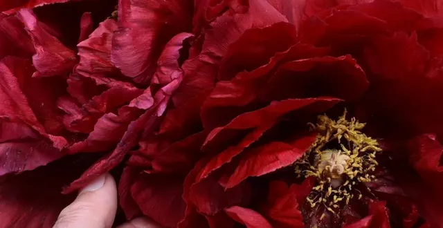 photo  ici la shimazukurenaï avec ses fleurs géantes, visible dans la douve nord.  &copy;  le maine libre 