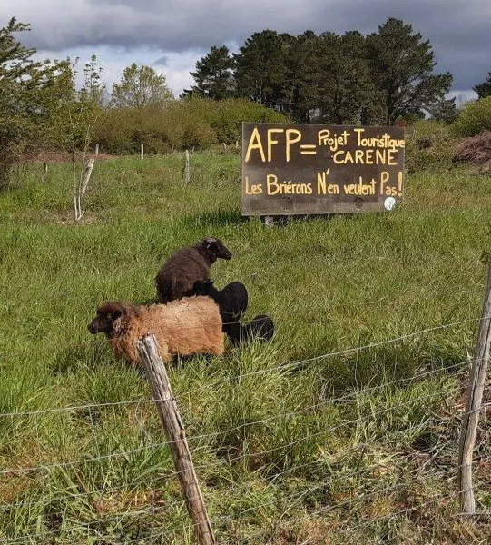 SaintJoachim. Des brebis pour entretenir les gagneries à Fédrun