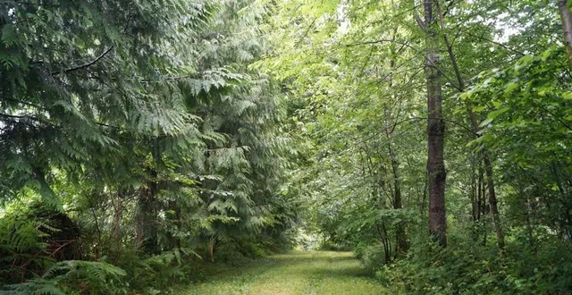 photo  beaucoup de balades empruntent les chemins du bocage, les bois et les forêts.  &copy;  ouest-france 
